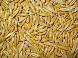 Avena